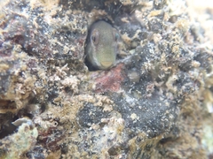 Omobranchus rotundiceps