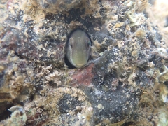 Omobranchus rotundiceps