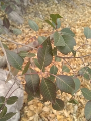 Rhus virens