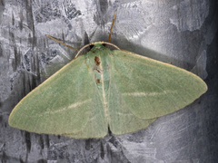 Chlorocoma stereota