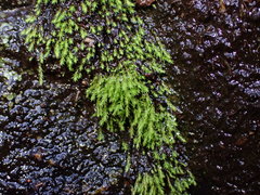 Philonotis capillaris