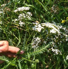 Achillea inundata