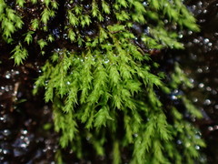 Philonotis capillaris