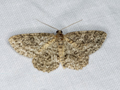 Ectropis fractaria