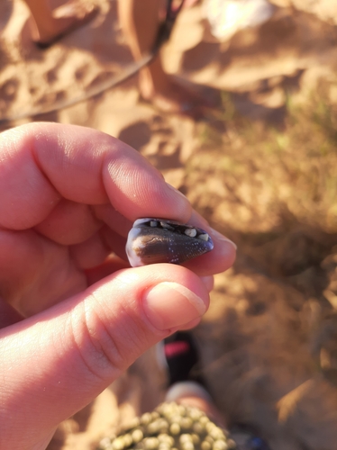 Conus rattus observed 2022-01-23