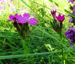 Dianthus membranaceus