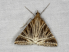 Phrataria replicataria
