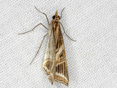 Phrataria transcissata