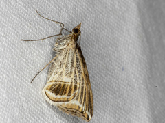 Phrataria transcissata