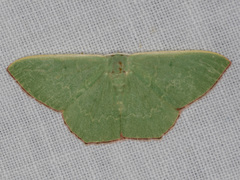 Prasinocyma semicrocea