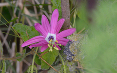 Passiflora sublanceolata