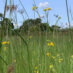 Nidorella resedifolia