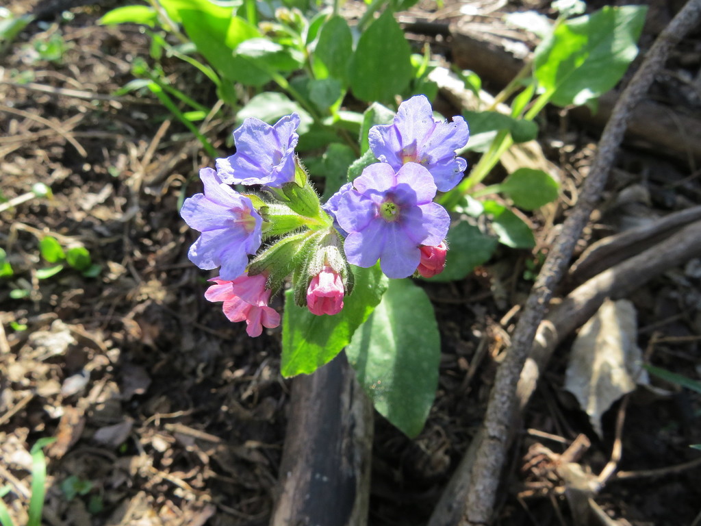 Pulmonaria saccharata — a medium houseplant, prefers partial sun light