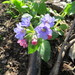 Pulmonaria saccharata - Photo (c) Mike Leveille, μερικά δικαιώματα διατηρούνται (CC BY-NC), uploaded by Mike Leveille