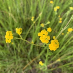 Nidorella resedifolia