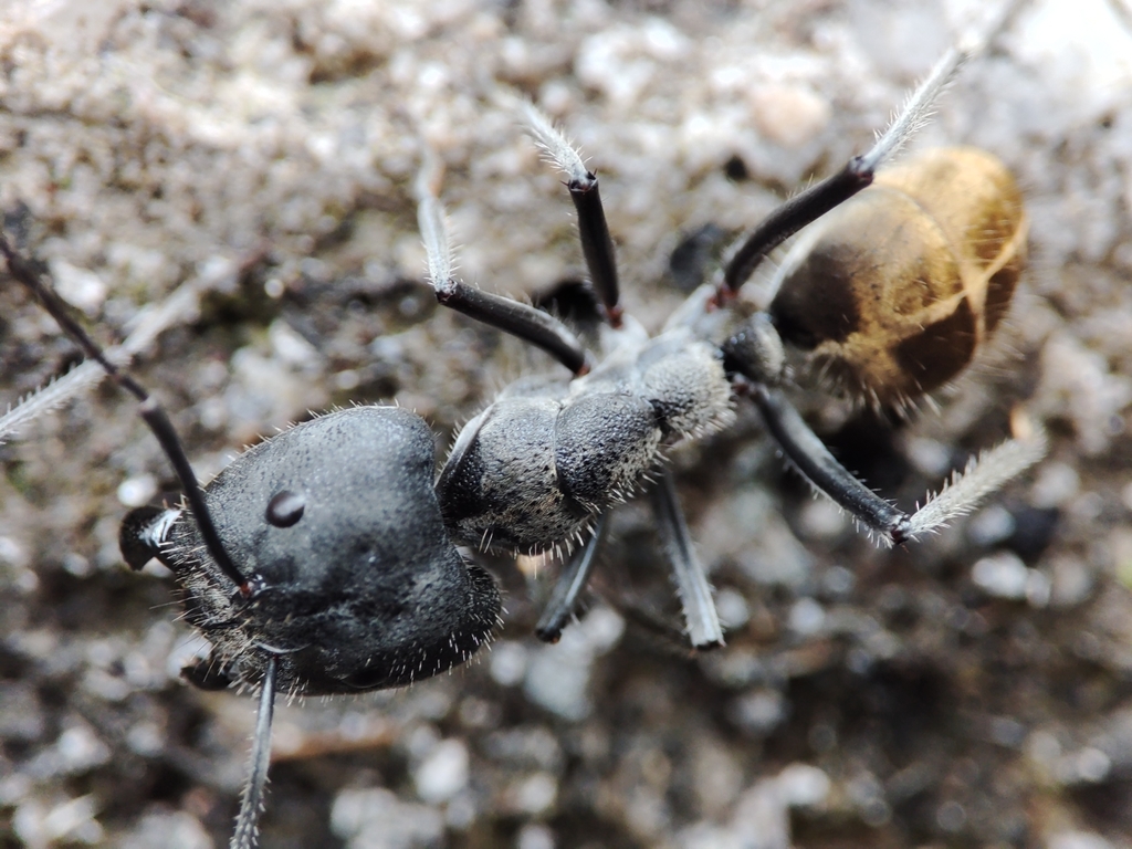 Camponotus auriventris