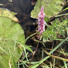 Persicaria limbata