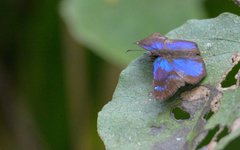 Paches loxus gloriosus