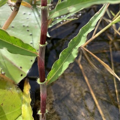 Persicaria limbata