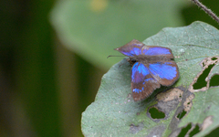 Paches loxus gloriosus