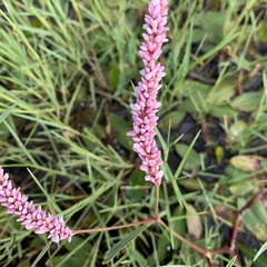 Persicaria limbata
