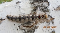 Phyllodesma ilicifolia