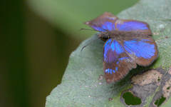 Paches loxus gloriosus