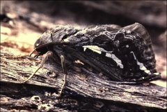 Abantiades atripalpis