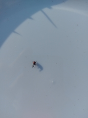 Tatianaerhynchites aequatus