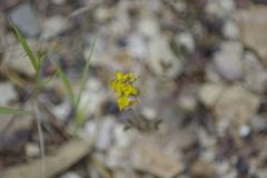 Listia bainesii