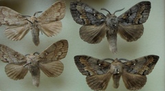 Dendrolimus superans