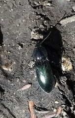 Selatosomus