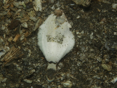 Pleuronichthys coenosus