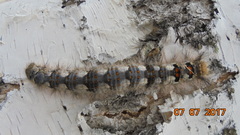 Phyllodesma ilicifolia