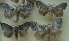 Dendrolimus superans