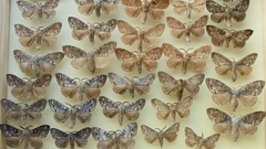 Dendrolimus superans