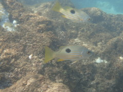 Lutjanus ehrenbergii