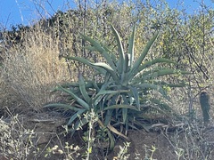 Agave capensis