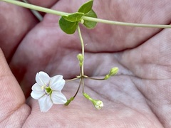 Commicarpus brandegeei