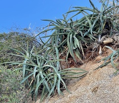 Agave capensis