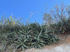 Agave capensis