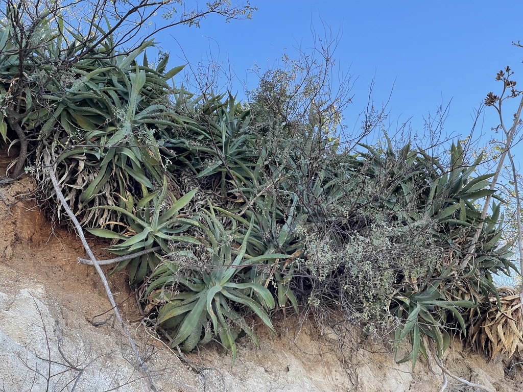 golden cape agave