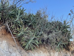 Agave capensis