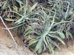 Agave capensis