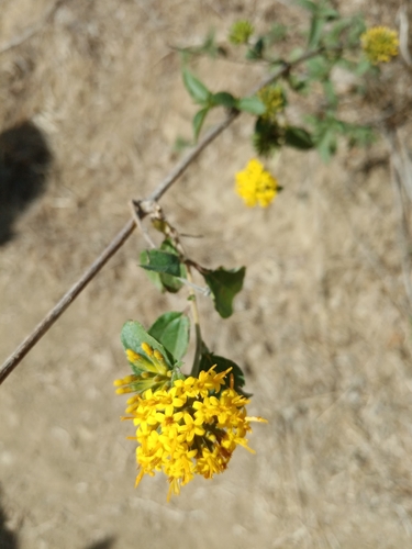 Lagascea palmeri · iNaturalist