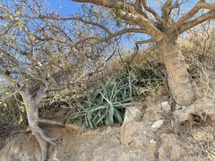 Agave capensis