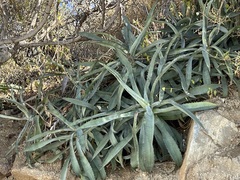 Agave capensis