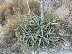Agave capensis