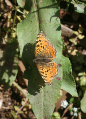 Melitaea punica