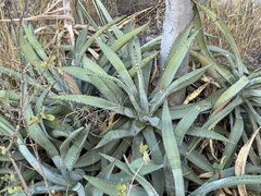 Agave capensis